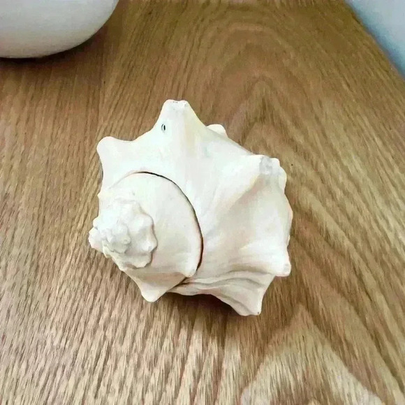 Decorative Sea Shell Home Decor Coastal Design - Picture 14 of 14